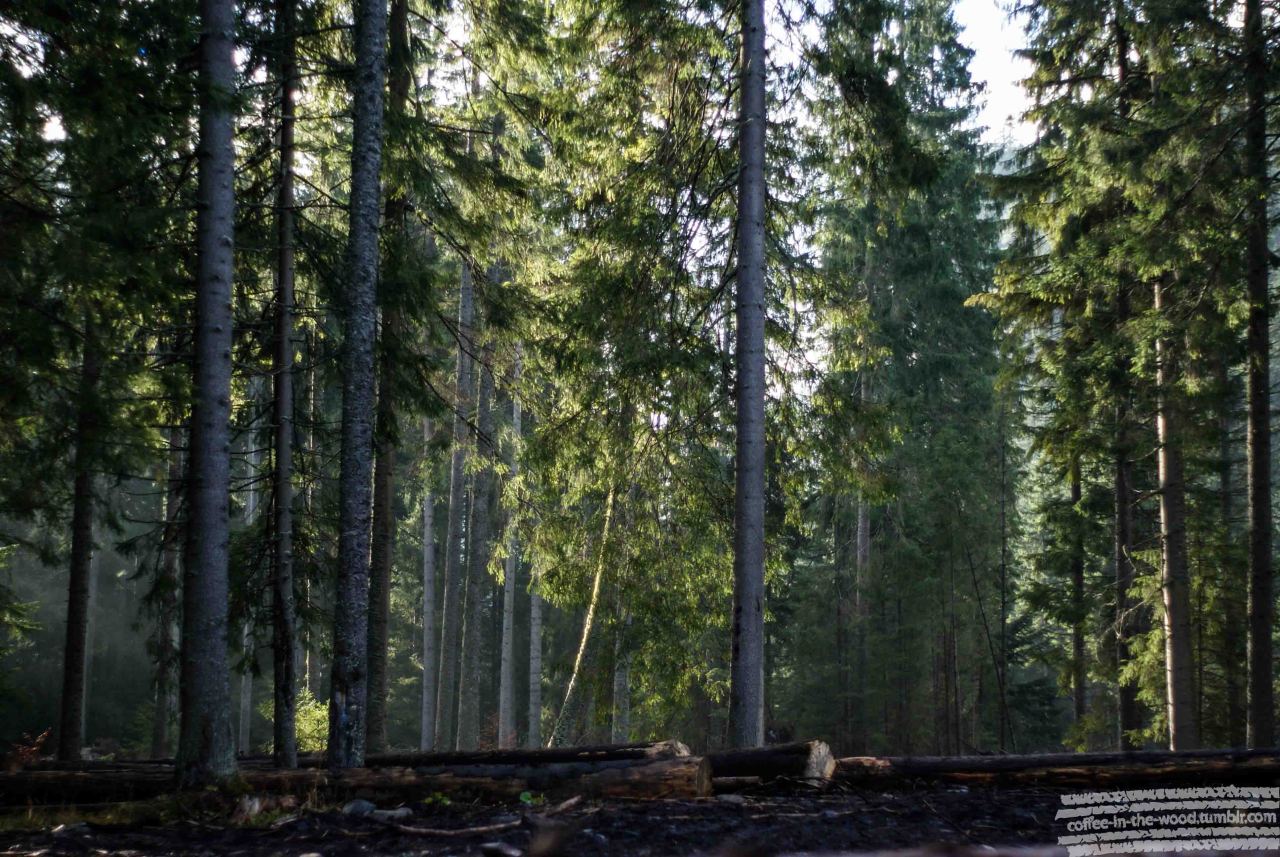 Tatra forest
/
Tatrzanski las