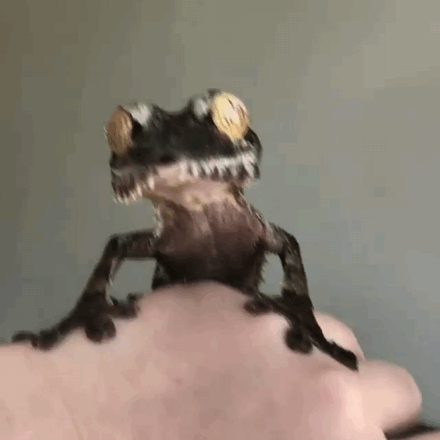 Reptile Stimboard (@sqaceyy)
