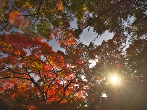 紅葉×ダイヤモンド