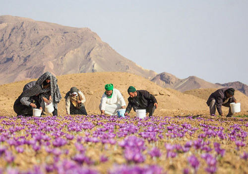 shakhabata:Harvesting red gold (Saffron )Photos: Fatemeh Abedi / Mehr News Agency               Moha
