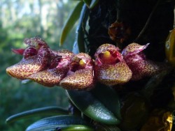 orchid-a-day:  Bulbophyllum frostiiSyn.: