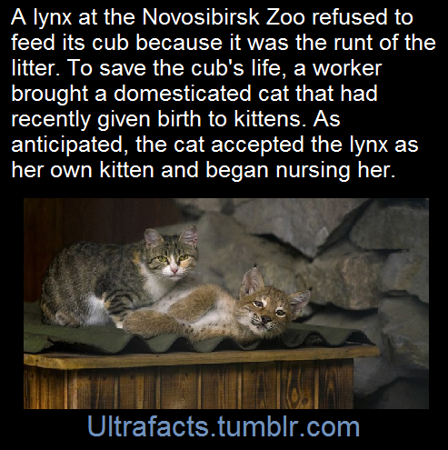 apolloadama:bigpapaonatrain:This my bebe. Bebe is bigger than me. Strong bebeok friends i wanted to confirm this story’s accuracy before reblogging so i googled it and yes it’s TRUE  AND ALSO the mom cat raised the lynx baby ALONGSIDE HER KITTEN