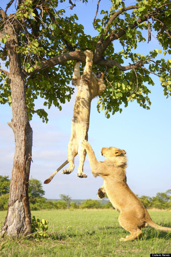 caffeinatedfeminist:  magicalnaturetour:  Lion Gets Stuck In A Tree Before His Brother