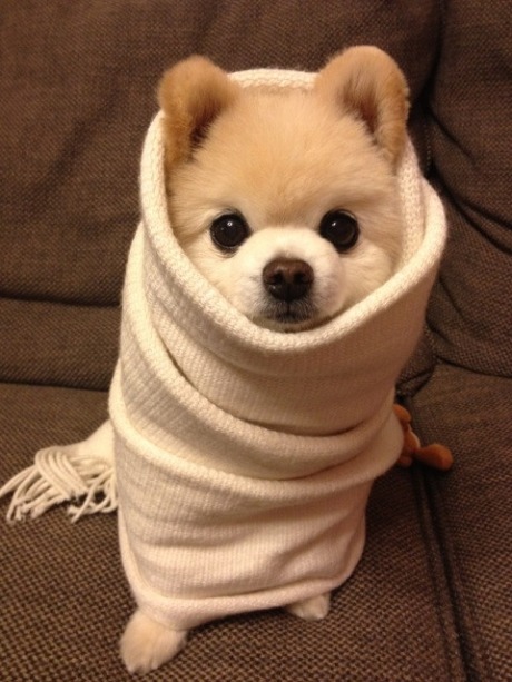 Pom snug as a bug in a&hellip;. scarf?