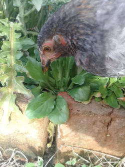 She is Polo, she loves the grass, and likes to be outside, it&rsquo;s a smart chicken and loves the free falls&hellip;.