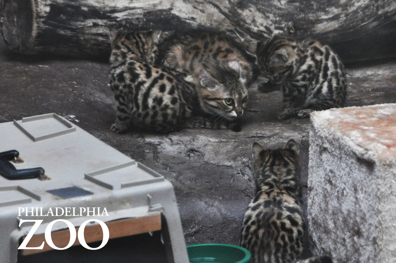 phillyzoo:  The kittens received a checkup earlier this week, which included vaccinations,