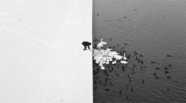 jaredleto:  A Man Feeding Swans in the Snow by Marcin Ryczek  Polish photographer