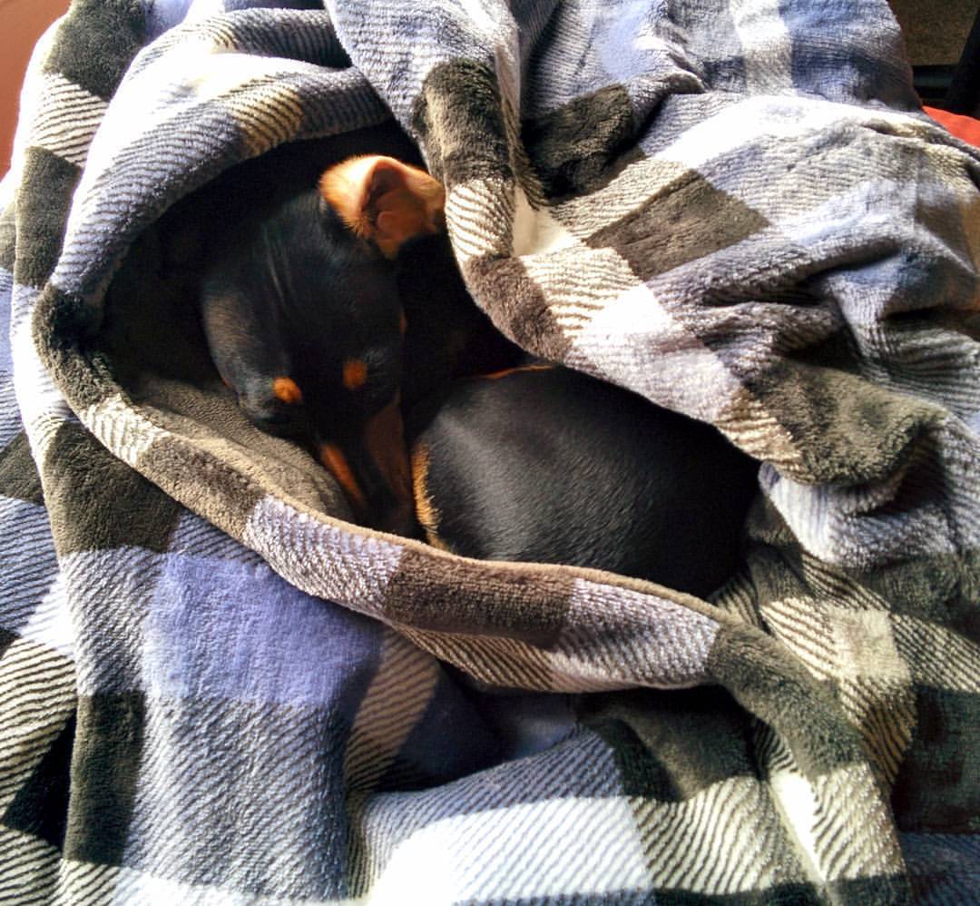 lilliandachshund:  If you need me, I will be wrapped up in my new electric blanket.