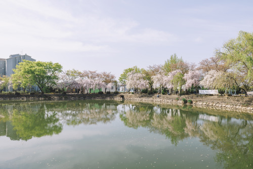 boohwanj:2022-04-10Spring, Cherry BlossomCanon EOS R3 + RF15-35mm f2.8L ISInstagram  |  hwantastic79