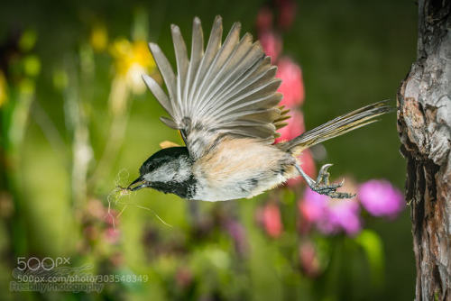 A chickadee leaving the nest by freebilly
