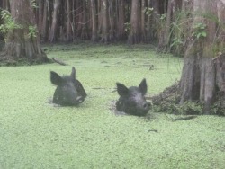 mistressdratha:  barfok:   loavfer: always reblog the bog hogs source: trip advisor????????????     they are the trip advisors and they will lead you safely through the bog :)  