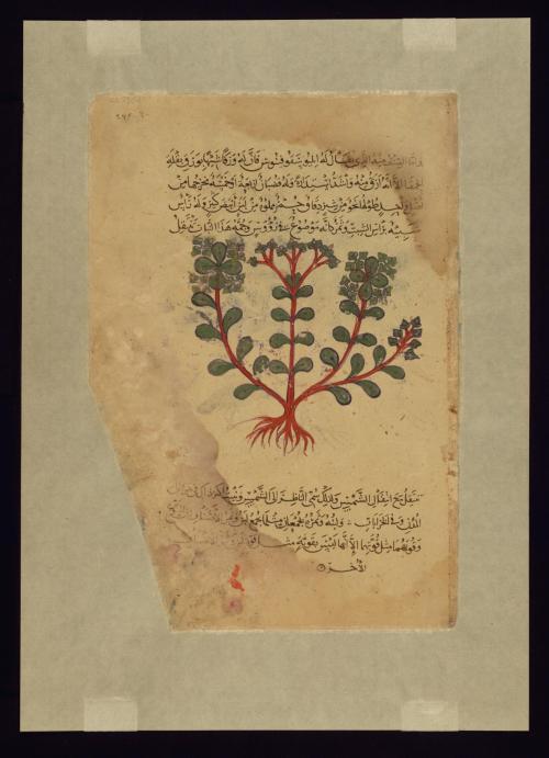 Four Leaves from the Arabic Version of Dioscorides’ De materia medica, W.750 by Dioscordines P