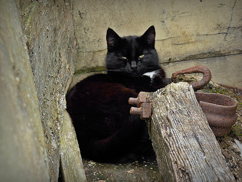 Castle Cat -  Château du Ranroët - built in the 12th century, located in Herbignac in the Loire-Atla