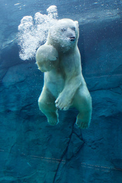 plasmatics-life:  Polar Bear | Churchill