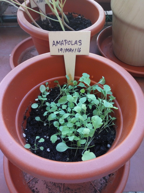 20/Jun/2016The nasturtiums have grown a lot, there are some white spots on some leaves, I have to ch