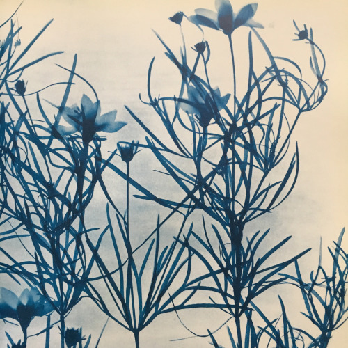 gacougnol: Zeva Oelbaum From “Blue Print” book Cyanotypes