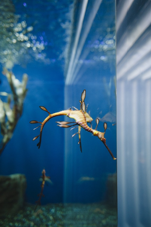 emanuelco:  successfully caught my first Pokemon.  (it’s an Australian sea dragon aka best thing ever.) 