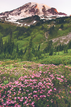 expressions-of-nature:  Mount Rainier, Washington