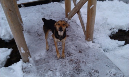  Typical day after blizzard.Only yard dog didnt give me get bored. 03/12/2013