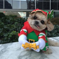 marniethedog:  Wait Santa! U 4got this very
