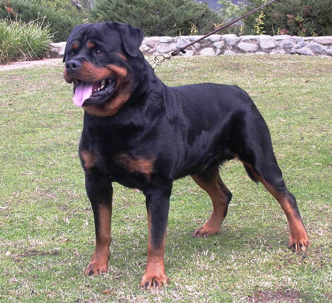 Dogs You Can Touch!