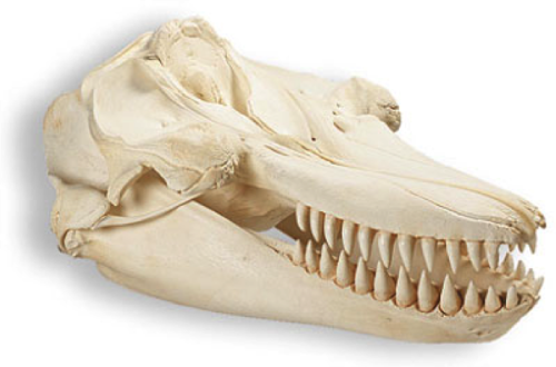 trynottodrown:  Skulls of Marine Mammals (L to R) Bottlenose Dolphin - Tursiops truncatus Orca - Orc