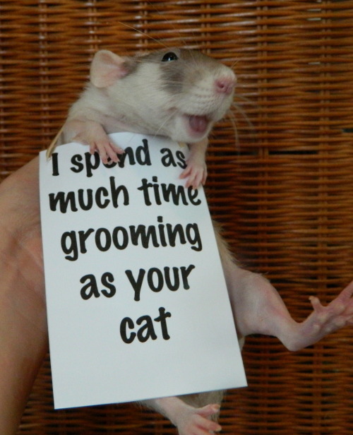 the-brightestgreen:  starlightcitylights:  a-spoopy-impala:  aloeeatsthef-kingsky:  THE SECOND ONE LOOKS SO DAMN HAPPY  LOOK AT THE LAST ONE HES HOLDING THE SIGN UP  Actually I think pet rats are awesome…is that weird?  I had a pet rat growing up, and