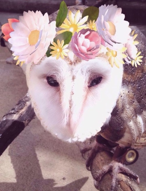 Today I had the simple pleasure of learning that Snapchat filters would work on barn owls.