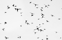 Plague of flying foxes, Outback Northern