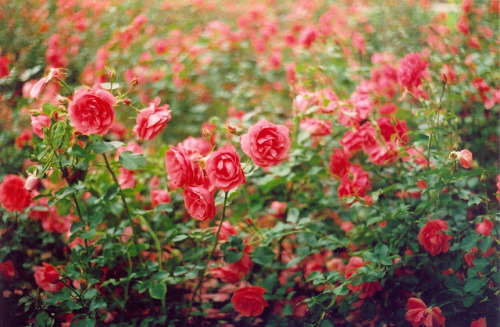 floralls:Norweigan roses. byKlara Miranda