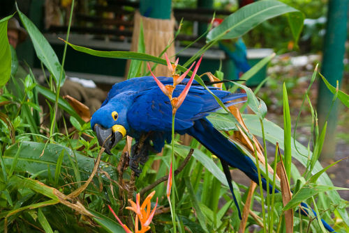 seraphica:The Hyacinth Macaw, Anodorhynchus hyacinthinus, is the largest of the macaws and the large