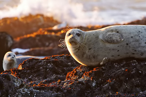 Harbor Seals by copeg on Flickr.