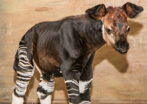 &ldquo; Shy Okapi Calf Arrives at Zoo Tampa &rdquo; ☛ http://bit.ly/1H4qgBK Photography from the Zoo