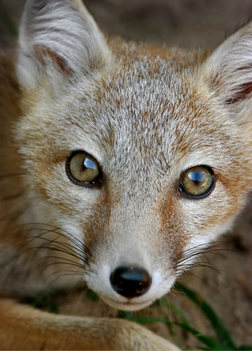 thecatdogblog:  Swift Fox by Edgar Thissen 