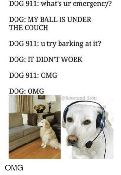 memehumor: Dog logic
