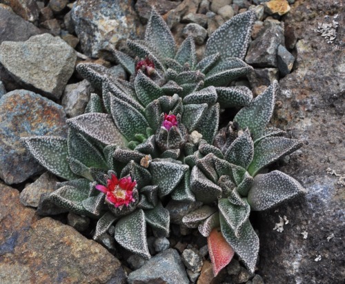 Aloinopsis spathulata x Nananthus vittatus
Aloinopsis and Nananthus are 2 related genera in the Ice Plant Family (Aizoaceae). Yellow is the usual flower color for both of these groups, but the rose-pink flowers of Aloinopsis spathulata are an...