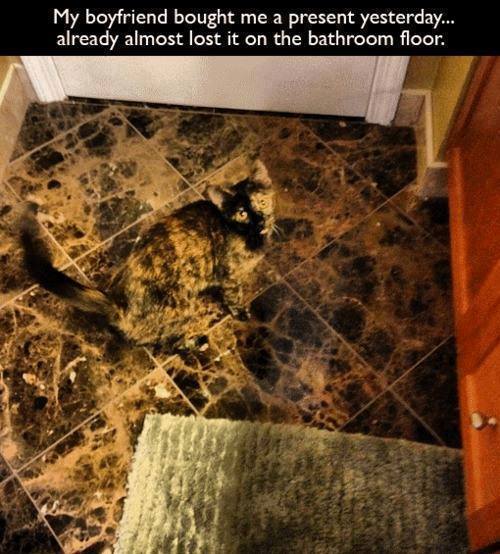 Cat-Shaming
