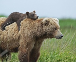 stayshreddedmyfriends:  Bear hug