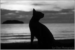 tantramore:Le Chat Photographe