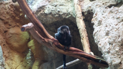 Goeldi’s monkey at the Smithsonian National Zoo in Washington D.C.