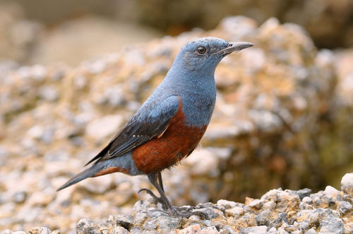 Blue Rock Thrush (Monticola solitarius)…despite being called a thrush, Monticola solitarius is a species of Old World flycatcher (Muscicapidae) which breeds in southern Europe and northwest Africa, and from central Asia to northern China and...
