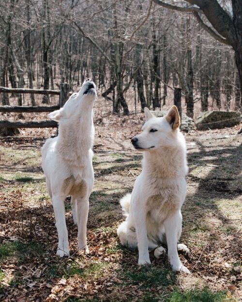 These two beauties are through hiking the Appalachian Trail with their owner, Jake. I had the pleasu