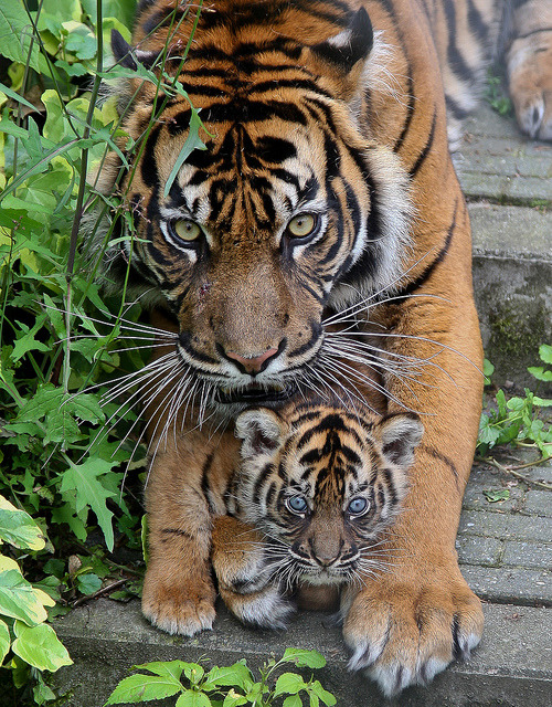 theanimaleffect:  Young tiger cubs by BurgersZoo on Flickr.