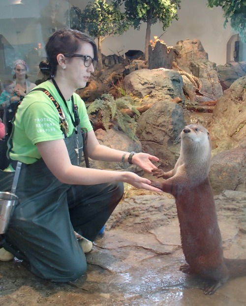 aquaristlifeforme:Hi Friends. OTTERS DO NOT MAKE GOOD PETS AND HERE ARE SOME REASON WHY-They have so