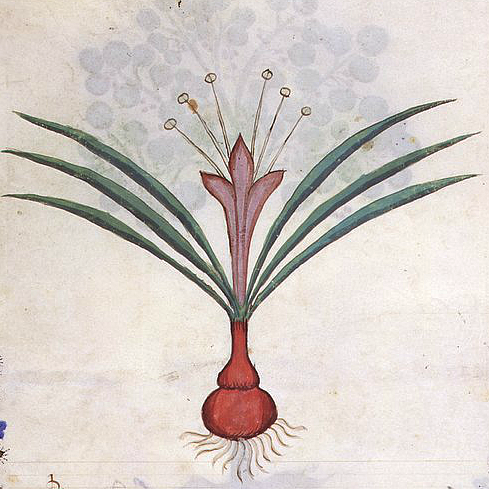 mamamovement:wike-wabbits:From Historia Plantarum@mutamur