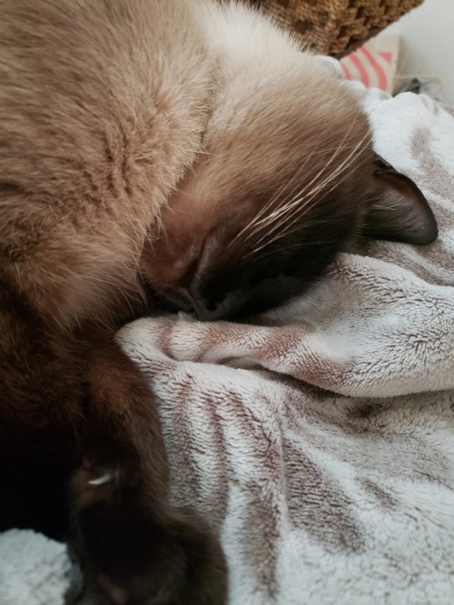 I Almost Forgot It Is My Cat's Birthday! He Is 3 Years Old And Is Just A Ray Of Sunshine And Cuddles.