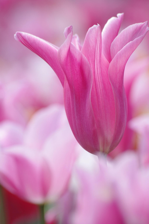 drxgonfly:  Full of love (by YUYU Photography)