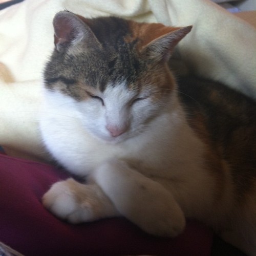 Lady pose #picasso #cat #cats #instacat #kitty #kittycat #prettykitty #calico