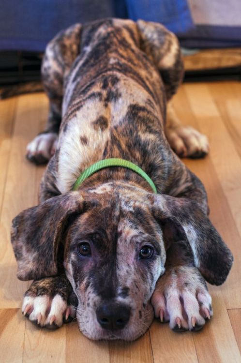 dogsandpupsdaily:  - Great Dane/Cane Corso/Neapolitan Mastiff Mix. Want more? Follow:http://dogsandpupsdaily.tumblr.com/