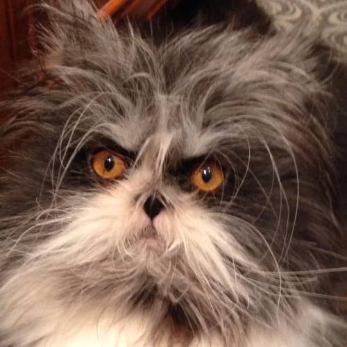 jimhines:catsbeaversandducks:His name’s Atchoum and he has the furriest face ever!”Hypertrichosis is